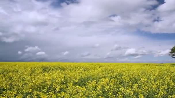 Champ de colza dans un jour de printemps sombre . — Video