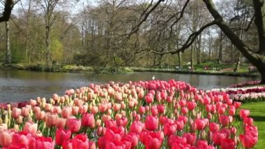 Lale parkta Keukenhof.