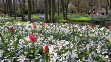Lale parkta Keukenhof.