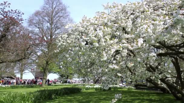 Bloemen in park Keukenhof. — Stockvideo