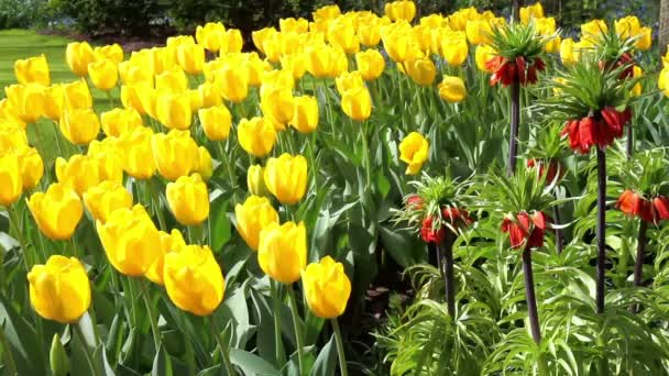 Tulipani nel parco Keukenhof . — Video Stock