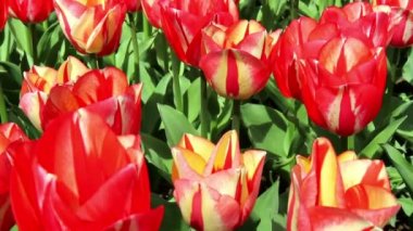 Lale parkta Keukenhof.