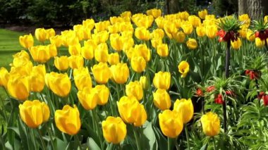 Park Keukenhof çiçek.