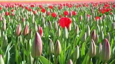 Lale parkta Keukenhof.