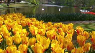Lale parkta Keukenhof.