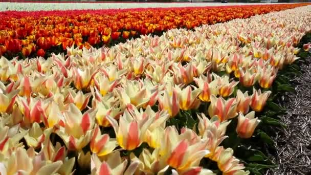 Campo de tulipanes en Keukenhof . — Vídeos de Stock