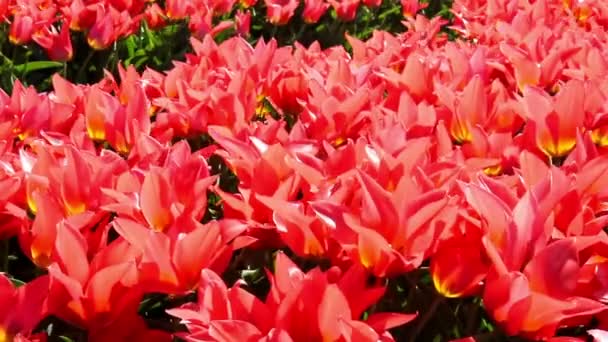 Lale parkta Keukenhof. — Stok video