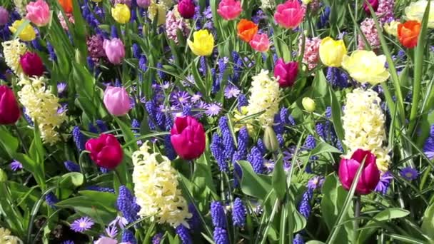 Bloemen in park Keukenhof. — Stockvideo