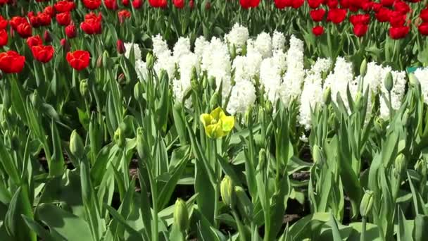 Flores no parque Keukenhof . — Vídeo de Stock