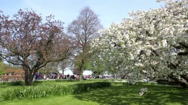 Turistas en el parque Keukenhof, el Jardín de Europa . — Vídeos de Stock