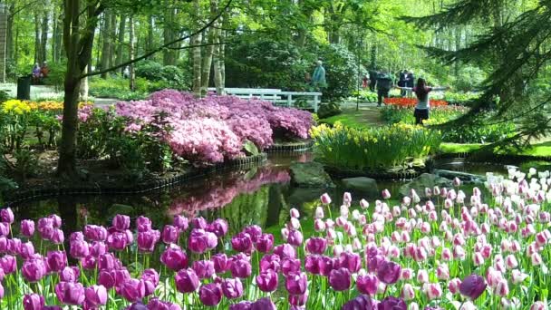 Туристів у парку Кекенхоф, сад Європи. — стокове відео