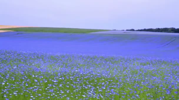 Campo de floración de lino . — Vídeos de Stock