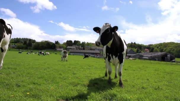 Kor på fältet. — Stockvideo