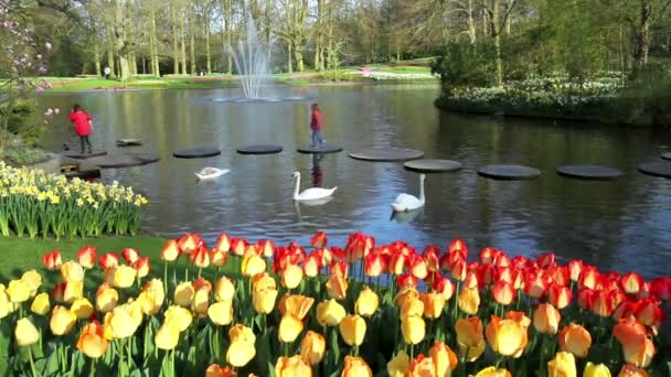 Tulipanes en el parque Keukenhof . — Vídeos de Stock