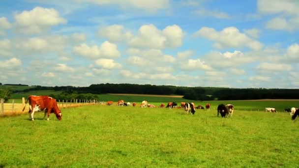 Vacas en el campo en Luxemburgo . — Vídeos de Stock