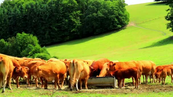 Vacas em campo. — Vídeo de Stock