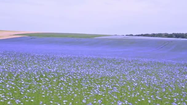 Поле цвітіння льону . — стокове відео
