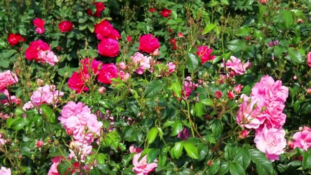 Růže v růžové zahradě Coloma. — Stock video