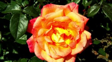 Coloma gül bahçesi gül.