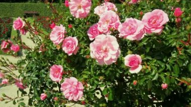 Coloma gül bahçesi gül.