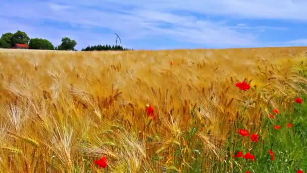 Пшениця в очікуванні врожаю . — стокове відео