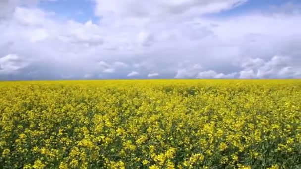 Campo di colza nella campagna lussemburghese . — Video Stock