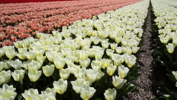 Campo de tulipanes cerca de Keukenhof . — Vídeo de stock