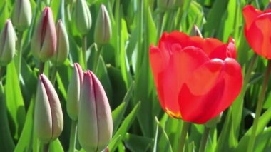 Lale parkta Keukenhof.