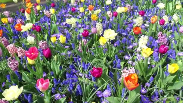 Tulipanes en el parque Keukenhof . — Vídeos de Stock