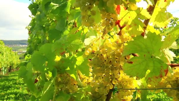 Weinberge im Moseltal. — Stockvideo