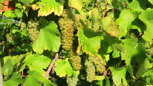 Vineyards of the Moselle Valley. — Stock Video