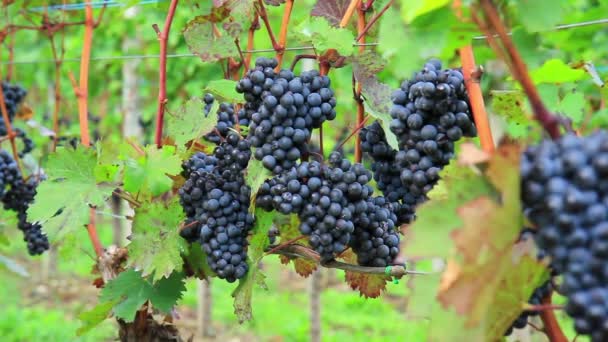 Weinberge im Moseltal. — Stockvideo