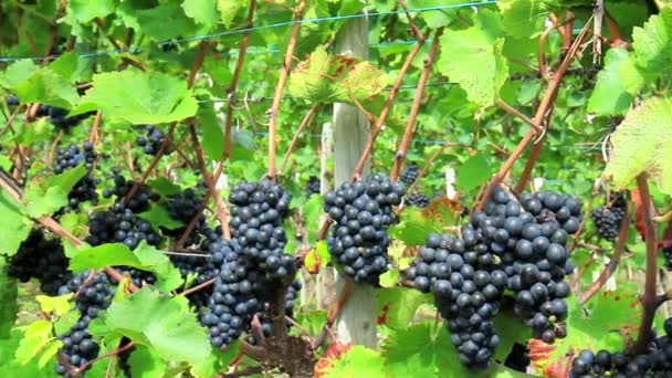 Wijngaarden van de Moselle vallei. — Stockvideo