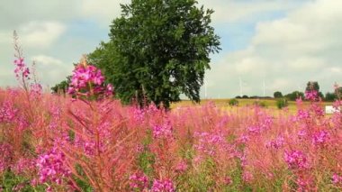 Chamerion angustifolium (fireweed)