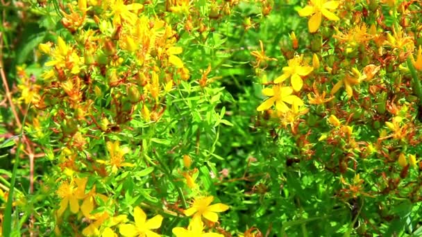 Hypericum (St. wort του Ιωάννη, tutsan). — Αρχείο Βίντεο