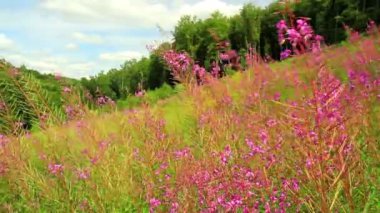 Chamerion angustifolium (fireweed).