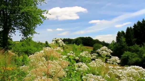 Łąka na belgijskich krajobrazów. — Wideo stockowe