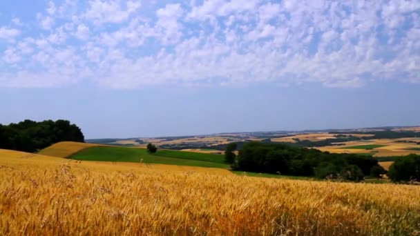 Zralé pšenice v očekávání sklizně. — Stock video