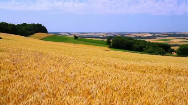 熟した小麦の収穫を見越して. — ストック動画