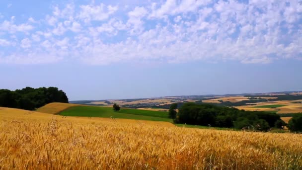 Frumento maturo in previsione del raccolto . — Video Stock