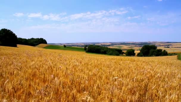 Спелая пшеница в преддверии сбора урожая . — стоковое видео