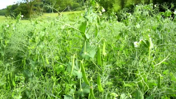 Bloeiende veld erwten. — Stockvideo