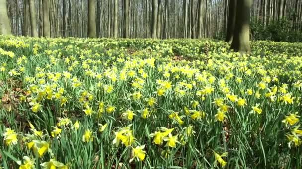 Les jonquilles dans le parc . — Video