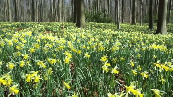 Daffodils no parque . — Vídeo de Stock