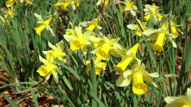 Les jonquilles dans le parc . — Video