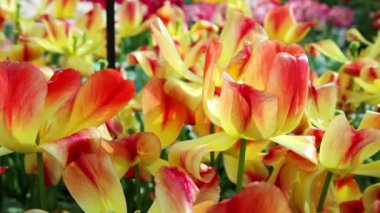 Lale parkta Keukenhof.