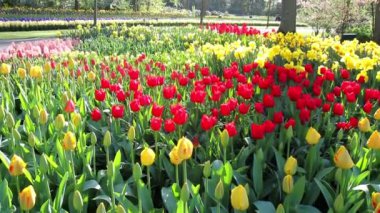 Lale parkta Keukenhof.