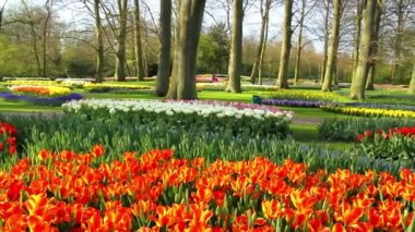 Lale parkta Keukenhof.