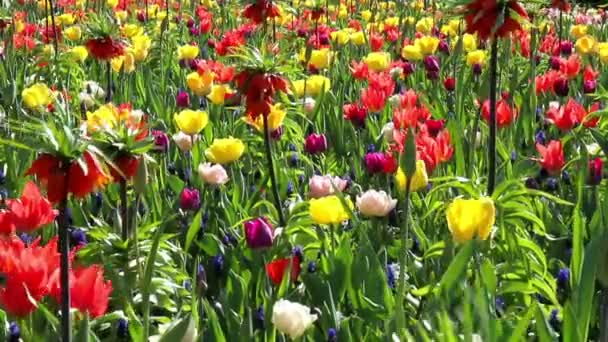 Blommor i parken Keukenhof. — Stockvideo