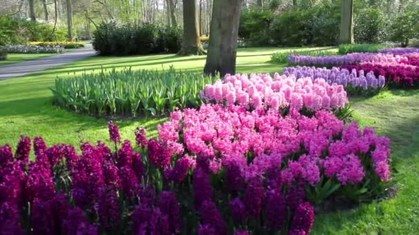 Tulips in the park Keukenhof. — Stock Video